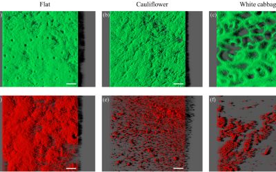 New Publication: The use of biomimetic surfaces to reduce single- and dual-species biofilms of E. coli and P. putida